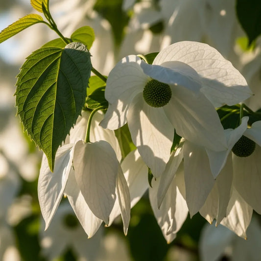 4ft Pocket Handkerchief Tree | Davidia involucrata | 4.5L Pot