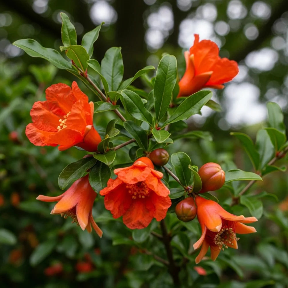 UK Hardy Pomegranate Bush | 2L Pot