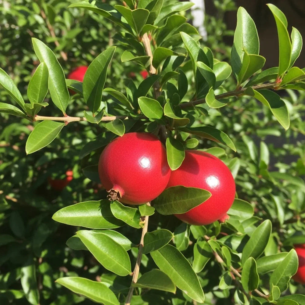 3 Pomegranate Plants | 2L Pots