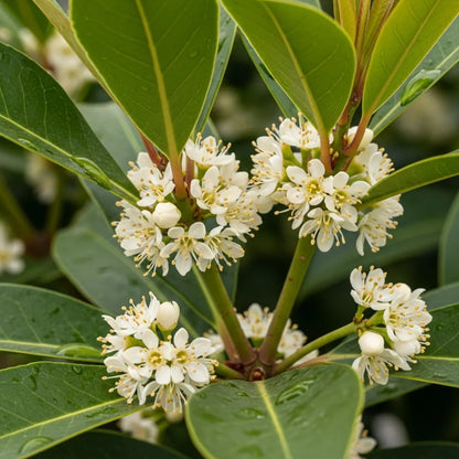 3ft Portuguese Laurel | Prunus Lusitanica | 10L Pot