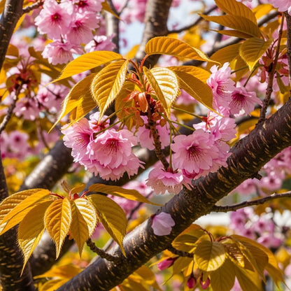 6ft Pink Cherry Blossom Tree | Mature Prunus 'Collingwood Ingram' | 18L Pot