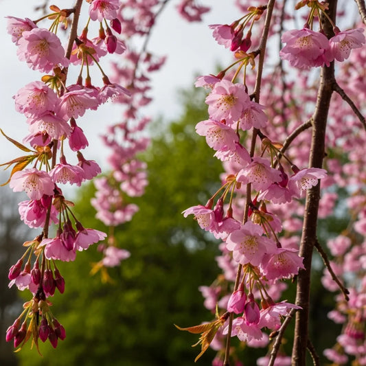 5ft Pink Weeping Winter Flowering Cherry Tree | Prunus subhirtella 'Pendula Rosea' | Bare Root | 2 Years Old