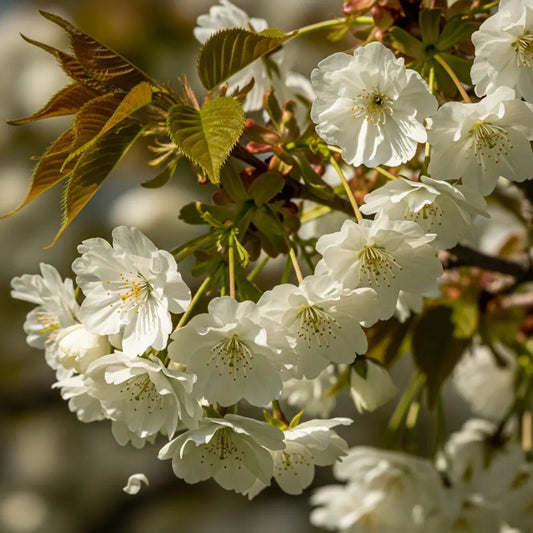 5ft Japanese Cherry Blossom Tree | Prunus 'Ukon' | 9L Pot