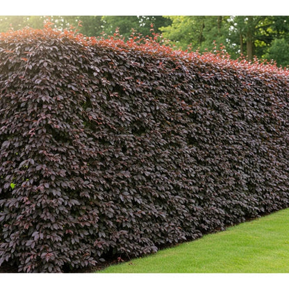 40-60cm Purple Beech Hedging | Fagus sylvatica 'Purpurea' | Bare Root