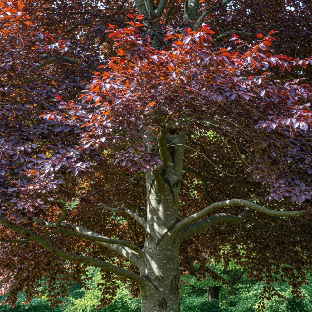 125-150cm Purple Beech Hedging | Fagus sylvatica 'Purpurea' | Bare Root