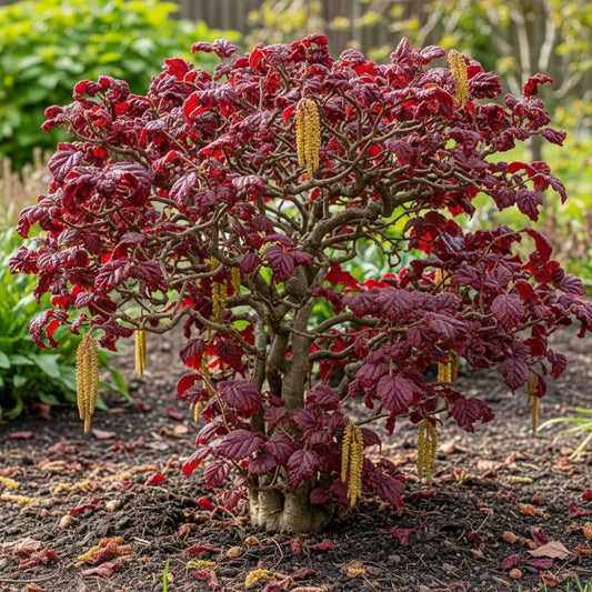 2ft Purple Corkscrew Hazel | Corylus avellana 'Red Majestic' | 3L Pot