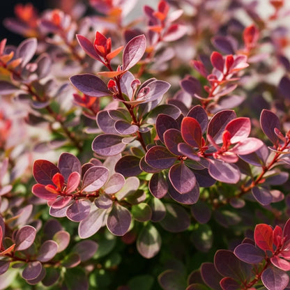 30-45cm Purple Japanese Barberry | Berberis thunbergii 'Atropurpurea' Bare Root Plant