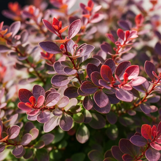 30-45cm Purple Japanese Barberry | Berberis thunbergii 'Atropurpurea' Bare Root Plant