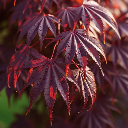 2ft Purple Japanese Maple Tree | Acer palmatum 'Atropurpureum' | 3L Pot