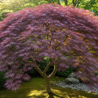 3ft Purple Japanese Maple Tree | Acer palmatum 'Atropurpureum' | 5L Pot