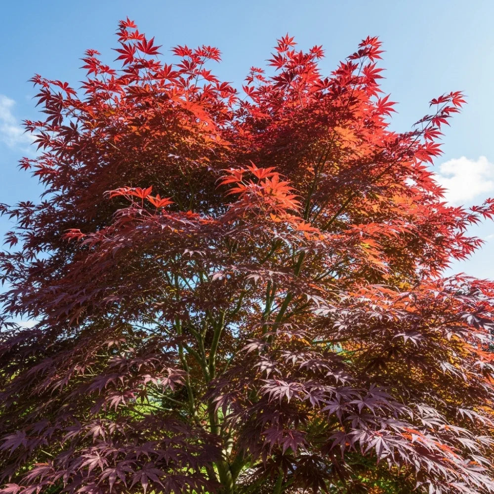 5ft Purple Japanese Maple Tree | Acer palmatum 'Atropurpureum' | 15L Pot