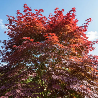 3ft Purple Japanese Maple Tree | Acer palmatum 'Atropurpureum' | 5L Pot