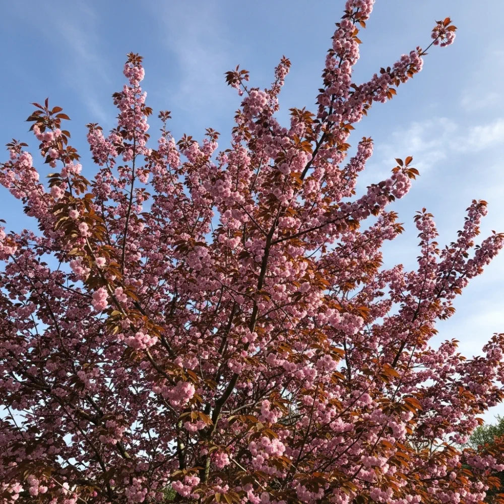 8ft Standard 'Royal Burgundy' Purple Leaf Cherry Blossom Tree | Mature Bare Root | 8/10cm Girth