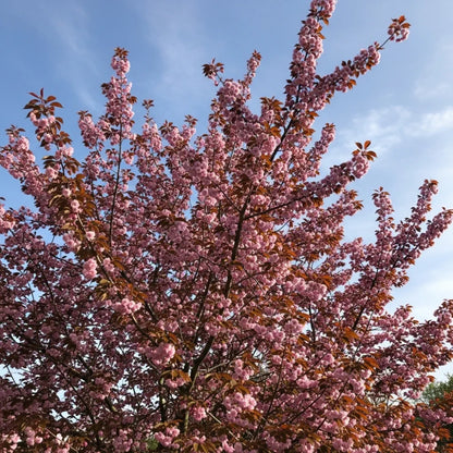 8ft Standard 'Royal Burgundy' Purple Leaf Cherry Blossom Tree | Mature Bare Root | 8/10cm Girth