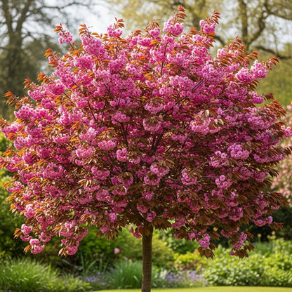 5ft Purple Leaf Cherry Blossom Tree | Prunus serrulata 'Royal Burgundy' | Bare Root | 2 Years Old