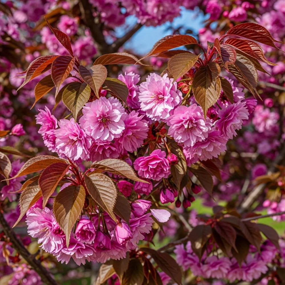 5ft Purple Leaf Cherry Blossom Tree | Prunus serrulata 'Royal Burgundy' | Bare Root | 2 Years Old