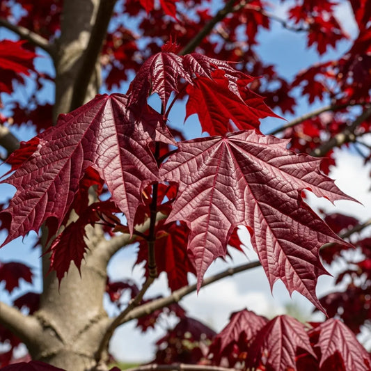 5ft Acer 'Crimson King' | Purple-Leaved Maple Tree | Bare Root | 2 Years Old