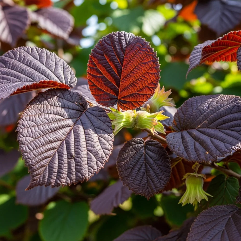 4ft 'Purpurea' Filbert Tree | Purple Hazelnut Tree | 9L Pot | 2 Years Old