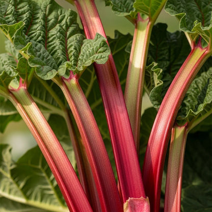 3 Raspberry Red' Rhubarb Plants | 3L Pots