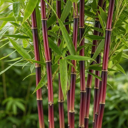 4ft Red Bamboo | Fargesia scarbrida 'Asian Wonder' | 10L Pot