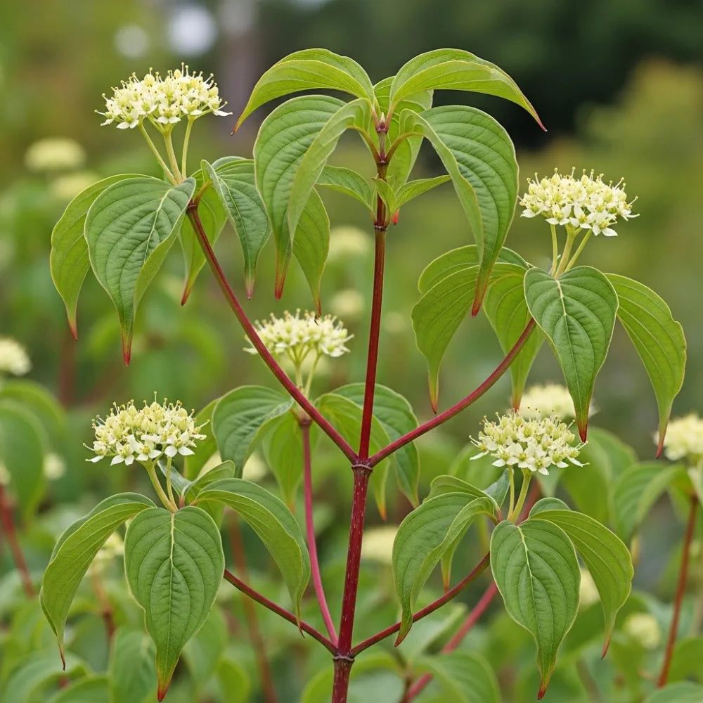 60-90cm Red-Barked Dogwood Hedging | Cornus alba | Bare Root