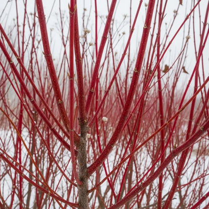 3ft Red-Stemmed Dogwood Hedging | Cornus alba | 4.5L Pot