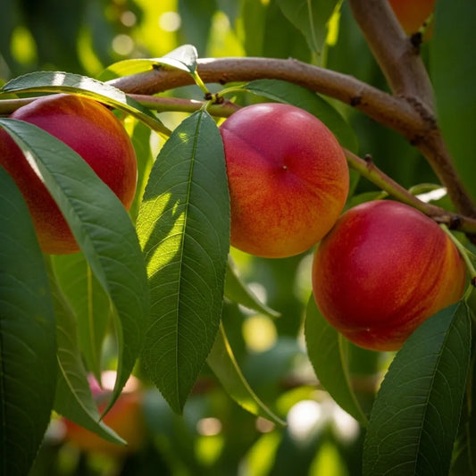 5ft 'Red Gold' Nectarine Tree | 9L Pot