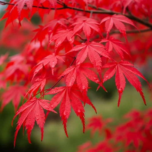 4ft Red Japanese Maple Tree | Acer palmatum 'Fireglow' | 7.5L Pot