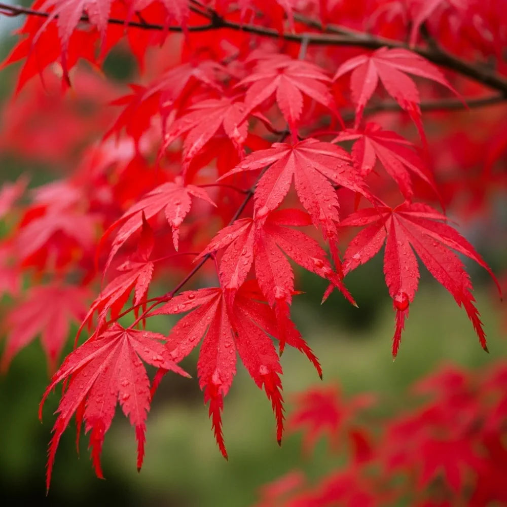 5ft Red Japanese Maple Tree | Acer palmatum 'Fireglow' | 12L Pot