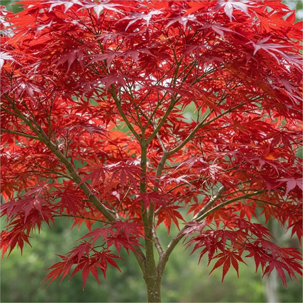 5ft Red Japanese Maple Tree | Acer palmatum 'Fireglow' | 12L Pot