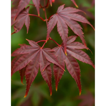 5ft Red Japanese Maple Tree | Acer palmatum 'Fireglow' | 12L Pot