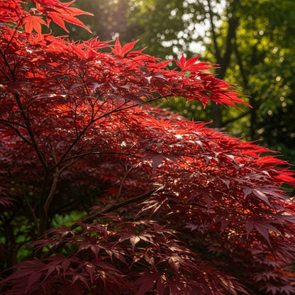 3ft Red Japanese Maple Tree | Acer palmatum 'Red Emperor' | 4L Pot