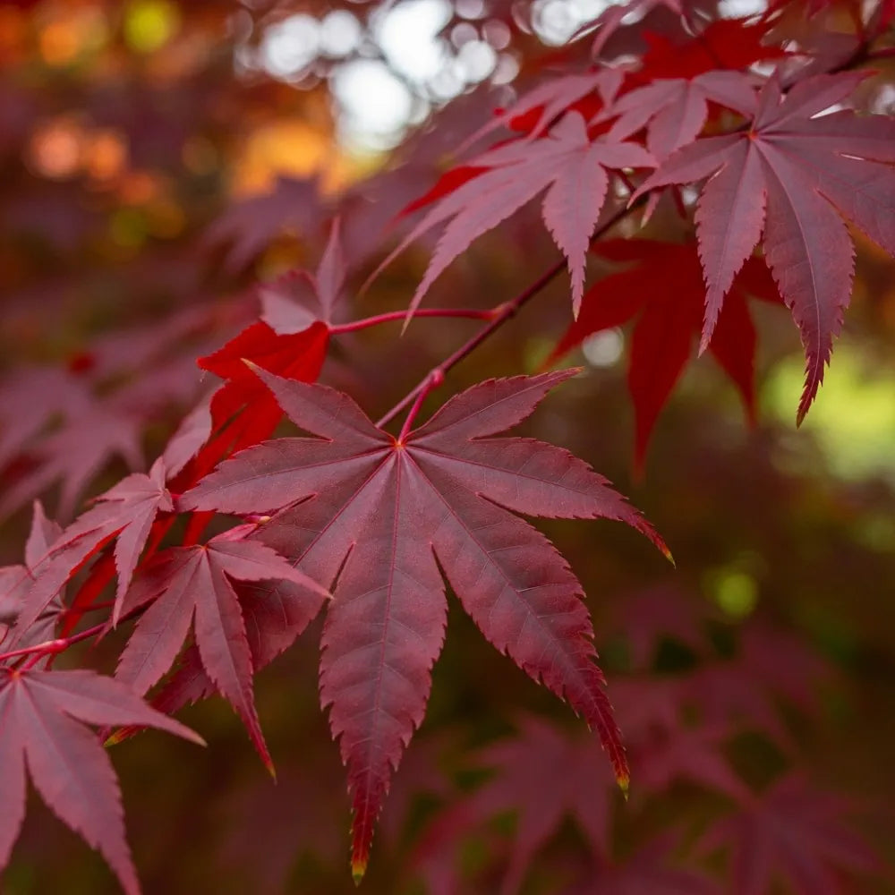 5ft Red Japanese Maple Tree | Acer palmatum 'Red Emperor' | 12L Pot