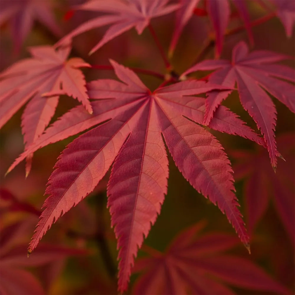 3ft Red Japanese Maple Tree | Acer palmatum 'Red Emperor' | 7.5L Pot