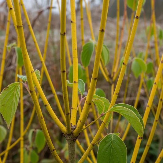 3ft Yellow Stemmed Dogwood Hedging | Cornus stolonifera 'Flaviramea' | 4.5L Pot