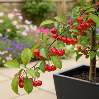 8ft Half-Standard 'Red Sentinel' Crabapple Tree | 6/8cm Girth | Grown in 20L Airpot