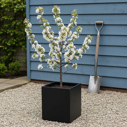 13ft Standard 'Red Sentinel' Crabapple Tree | Mature Bare Root | 8/10cm Girth