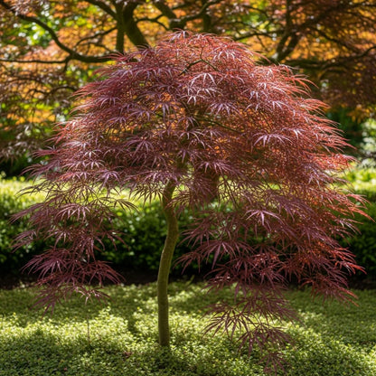 3ft Red Weeping Japanese Maple Tree | Acer palmatum 'Garnet' | 5L Pot