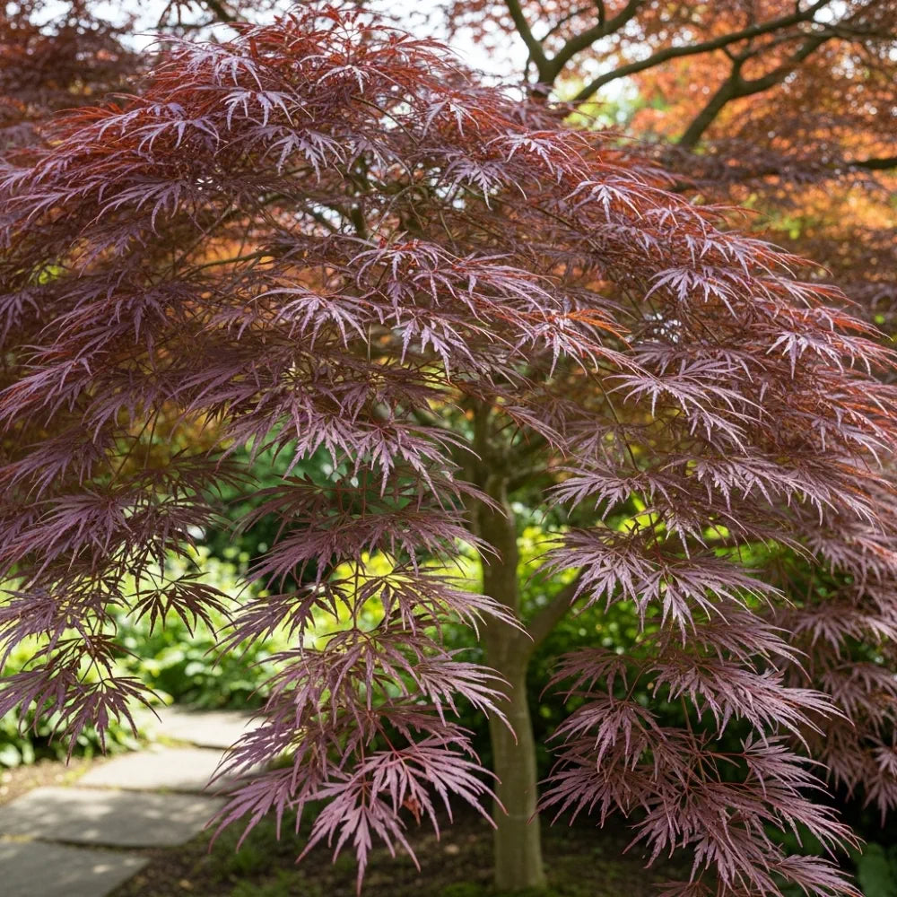 3ft Red Weeping Japanese Maple Tree | Acer palmatum 'Garnet' | 3L Pot