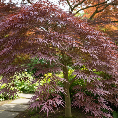 3ft Red Weeping Japanese Maple Tree | Acer palmatum 'Garnet' | 3L Pot