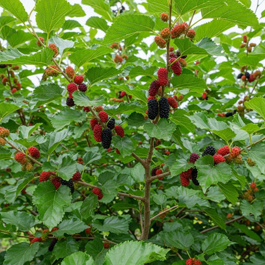 5ft 'Repsime' Mulberry Tree | 9L Pot | 2 Years Old