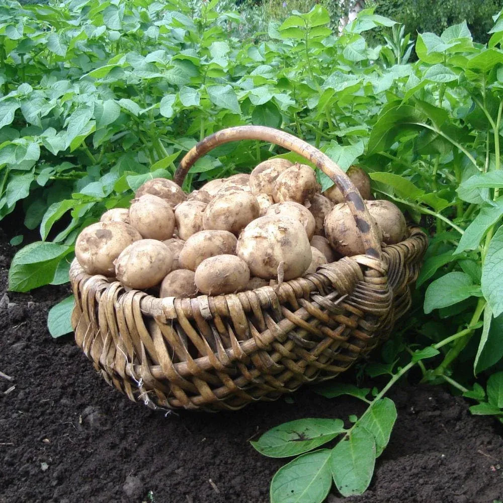 #5kg Bag (Approx 40-70 Tubers)