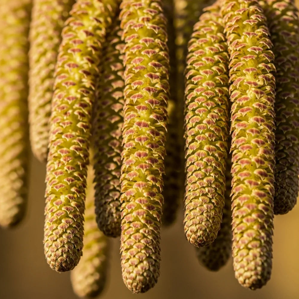 3ft 'Rote Zellernuss' Filbert Tree | Red Hazelnut Tree | 3L Pot