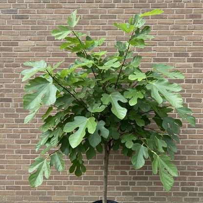 Rouge De Bordeaux' Fig Tree | 9cm Pot