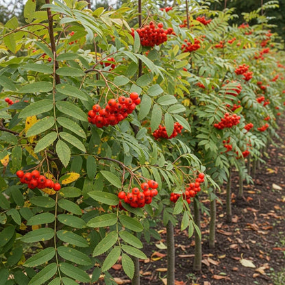 80-100cm Rowan Hedging | Mountain Ash | Sorbus aucuparia | Bare Root