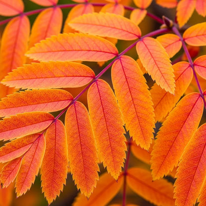 80-100cm Rowan Hedging | Mountain Ash | Sorbus aucuparia | Bare Root
