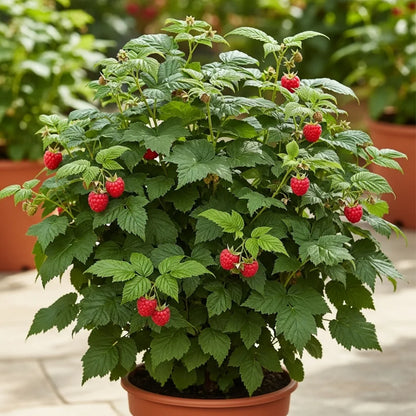 3 Ruby Beauty Raspberry Plants | 3L Pots