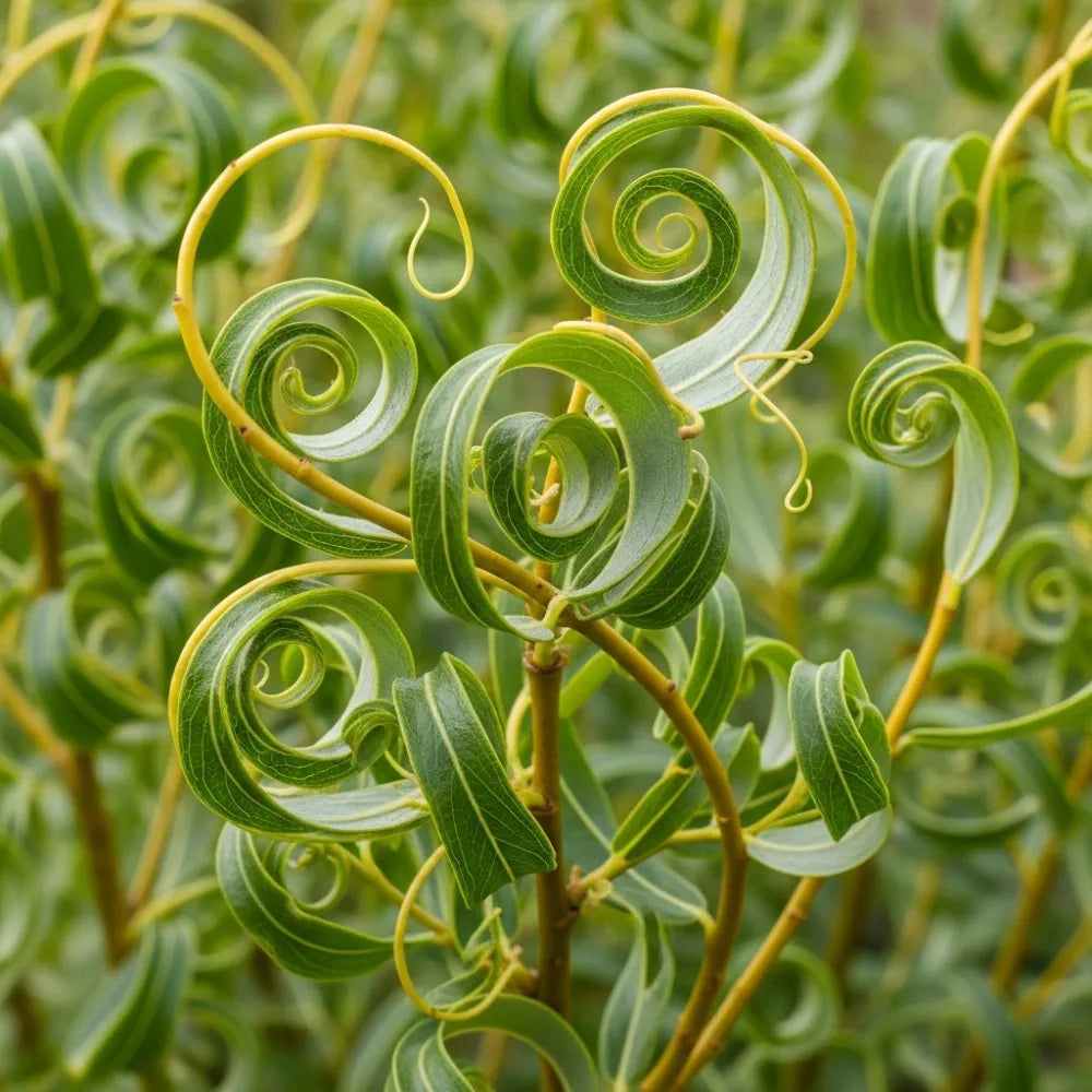 6ft Golden Twisted Willow Tree | Salix Erythroflexuosa 'Golden Curls' | Bare Root Tree