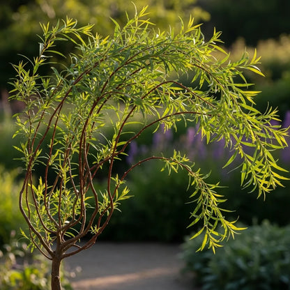 6ft Red Twisted Willow Tree | Salix Erythroflexuosa 'Scarlet Curls' | Bare Root Tree
