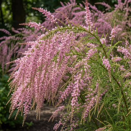 45-60cm Salt Cedar | Tamarix tetrandra Bare Root Plant